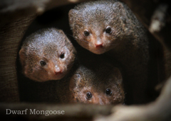 コビトマングース