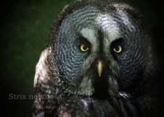  カラフトフクロウ：Great Grey Owl