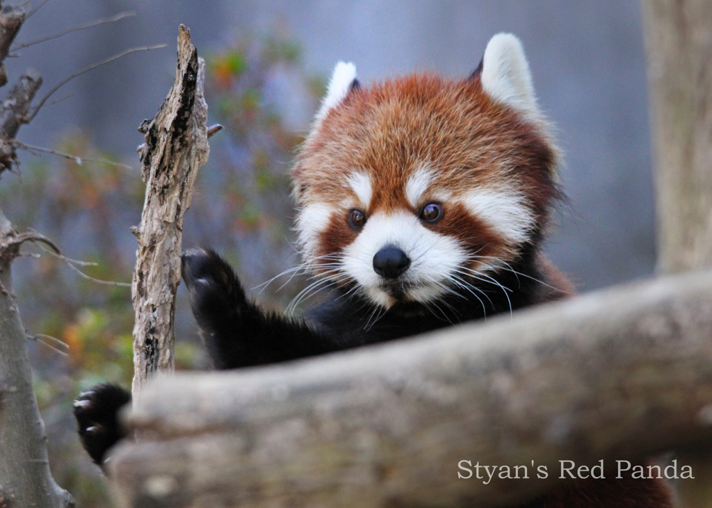 レッサーパンダ