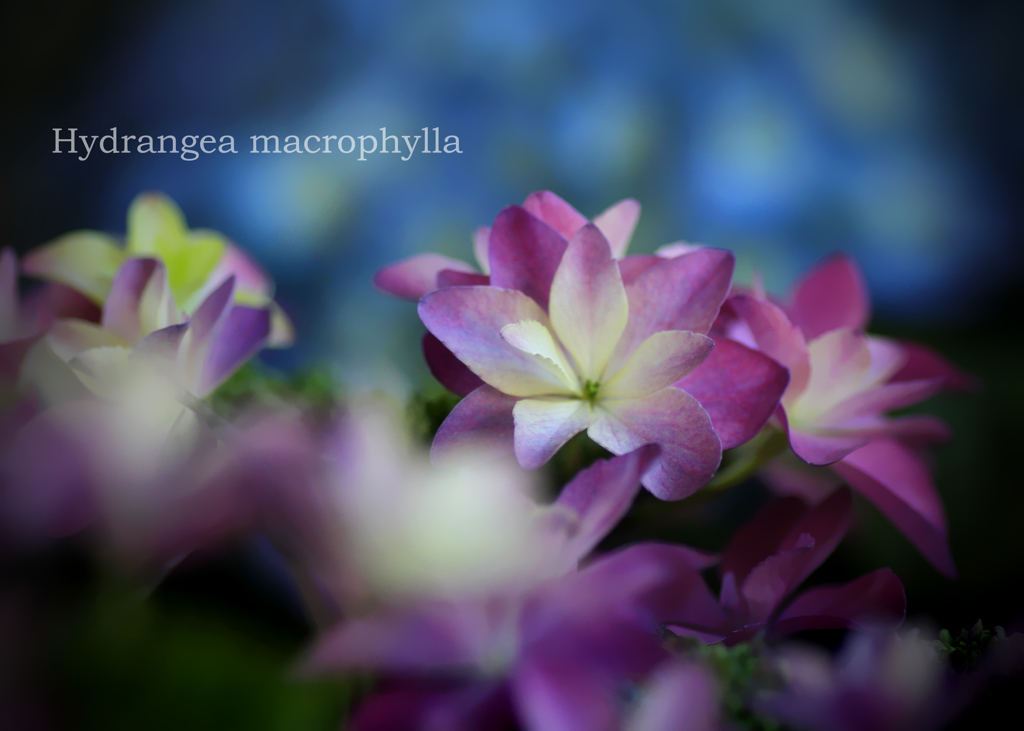紫陽花