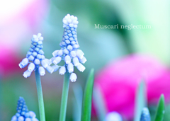ムスカリ