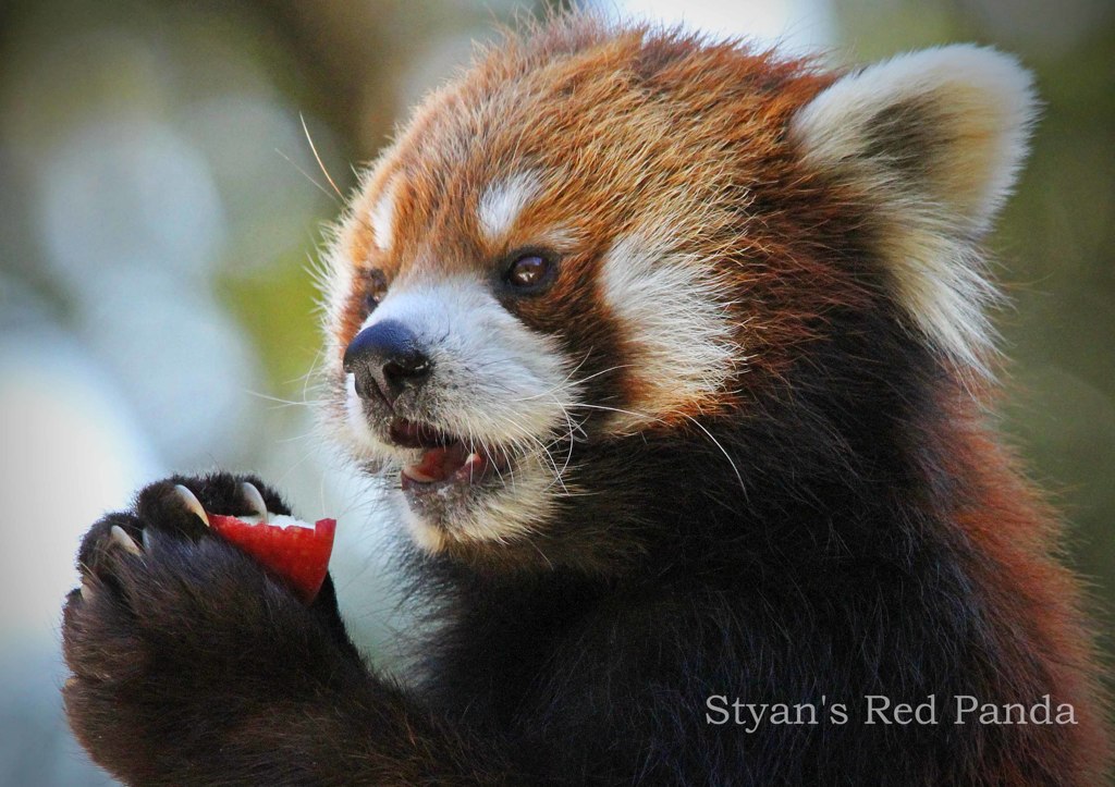 シセンレッサーパンダ