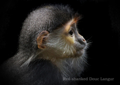 アカアシドゥクラングール