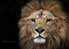 ライオン：Lion