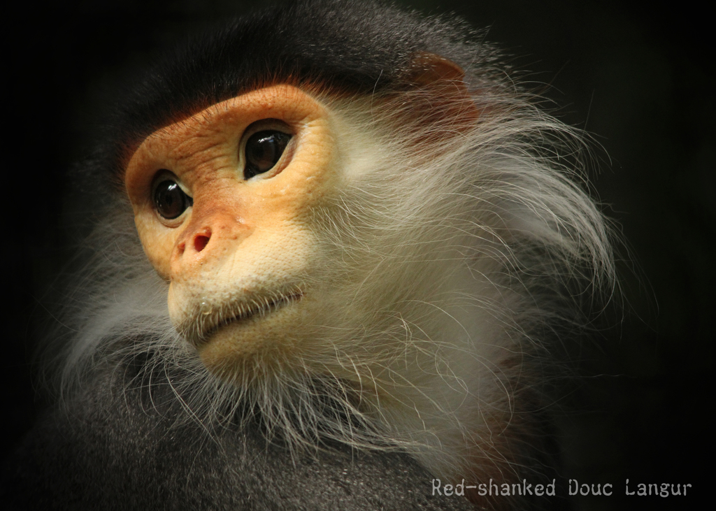 アカアシドゥクラングール