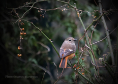 ジョウビタキ：Daurian redstart