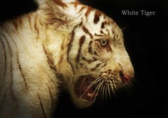 ホワイトタイガー