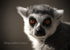 ワオキツネザル