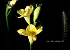 フリージア