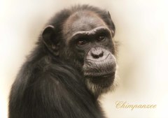 チンパンジー