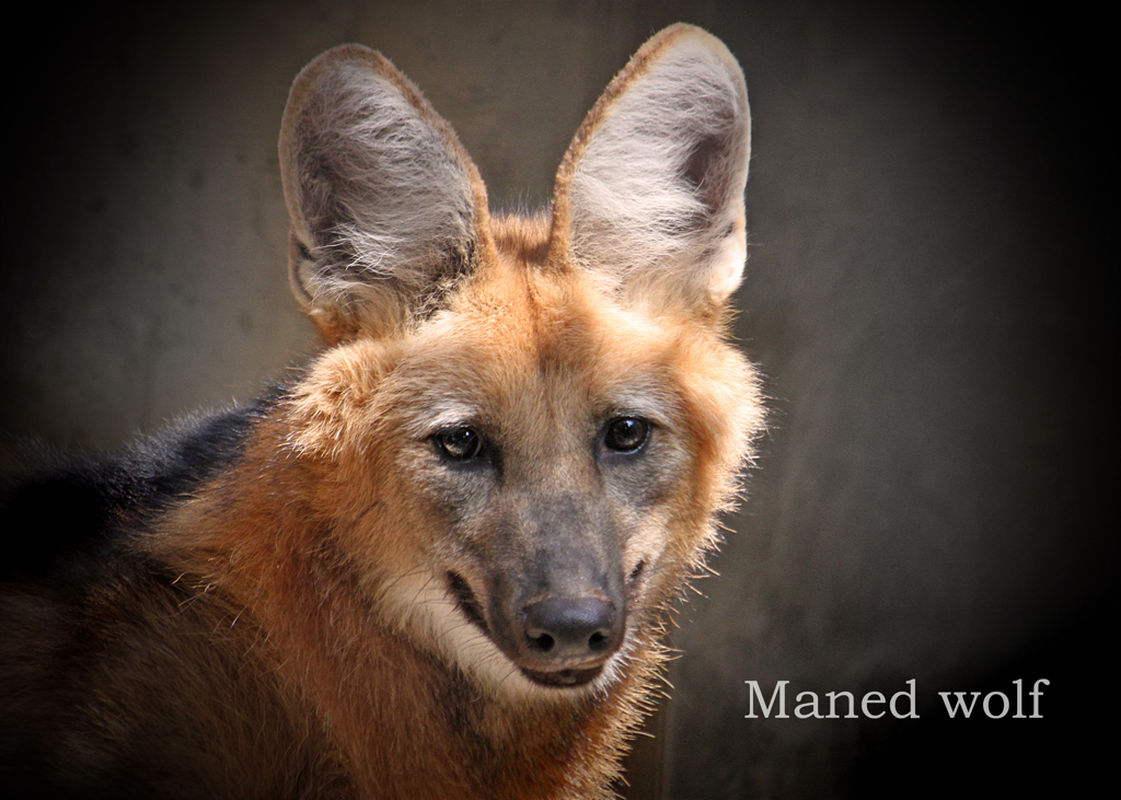 タテガミオオカミ