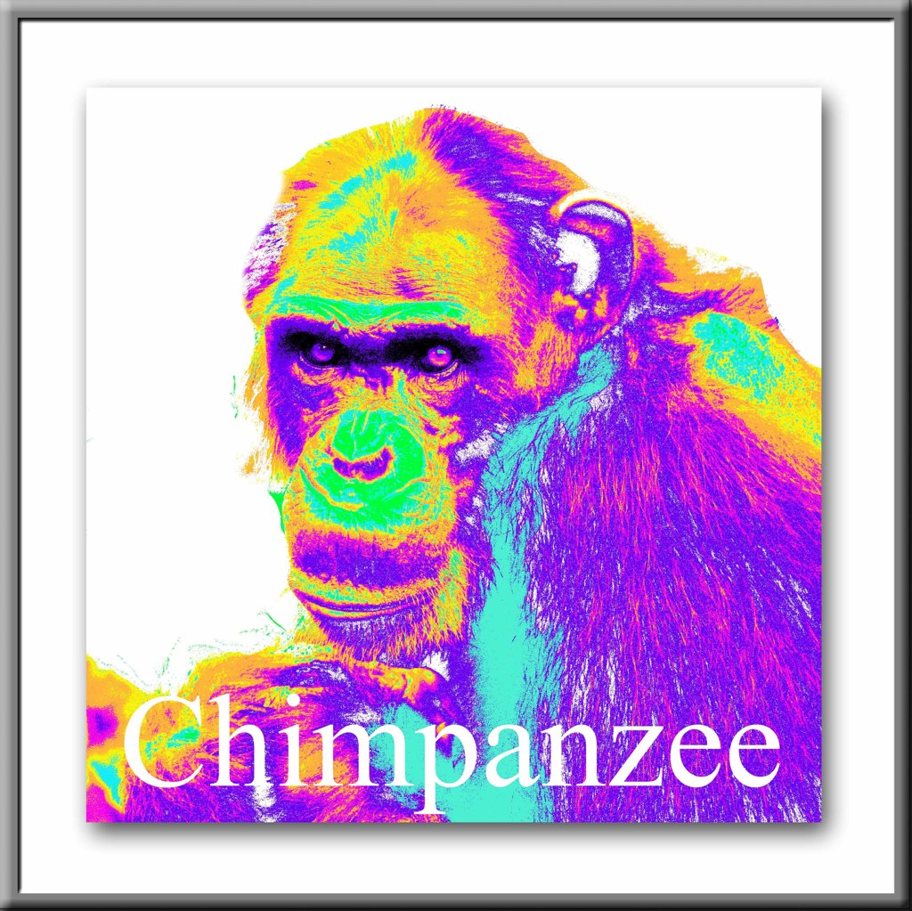 Chimpanzee
