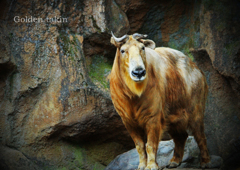 ゴールデンターキン