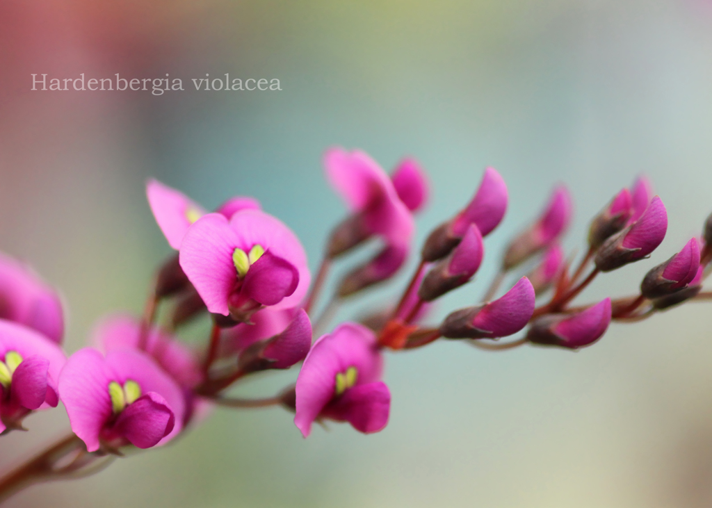 ハーデンベルギア