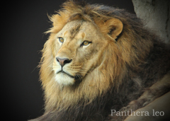 ライオン