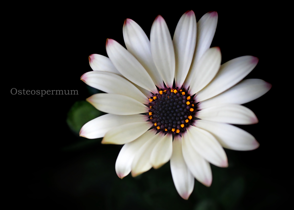 オステオスペルマム