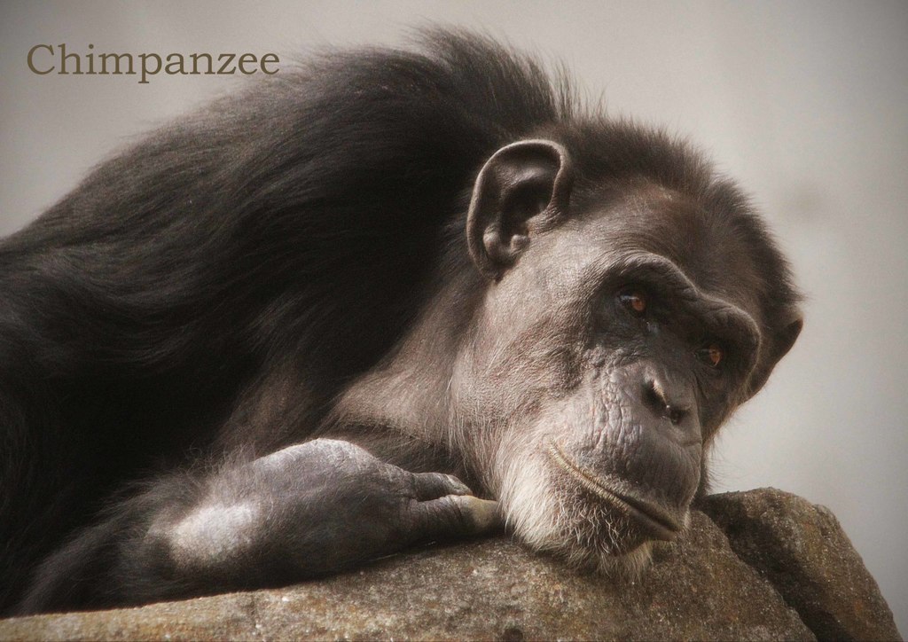 チンパンジー
