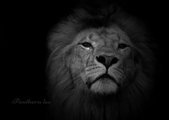 ライオン