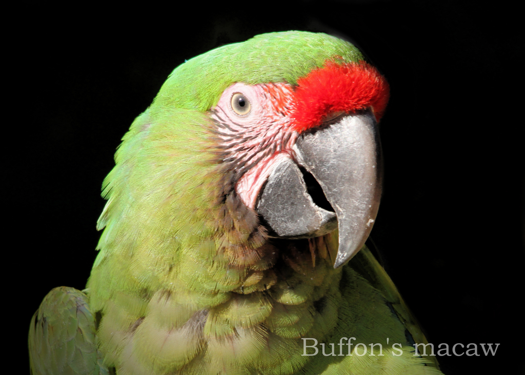 ヒワコンゴウインコ