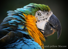 ルリコンゴウインコ