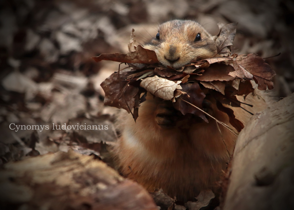 プレーリードッグ：Black-tailed Prairie Dog