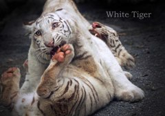 ホワイトタイガー