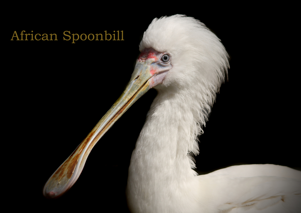 アフリカヘラサギ