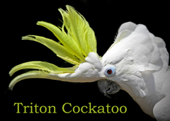 アオメキバタン