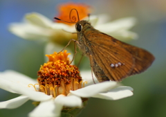 イチモンジセセリの夏