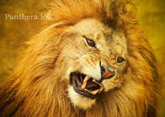 ライオン