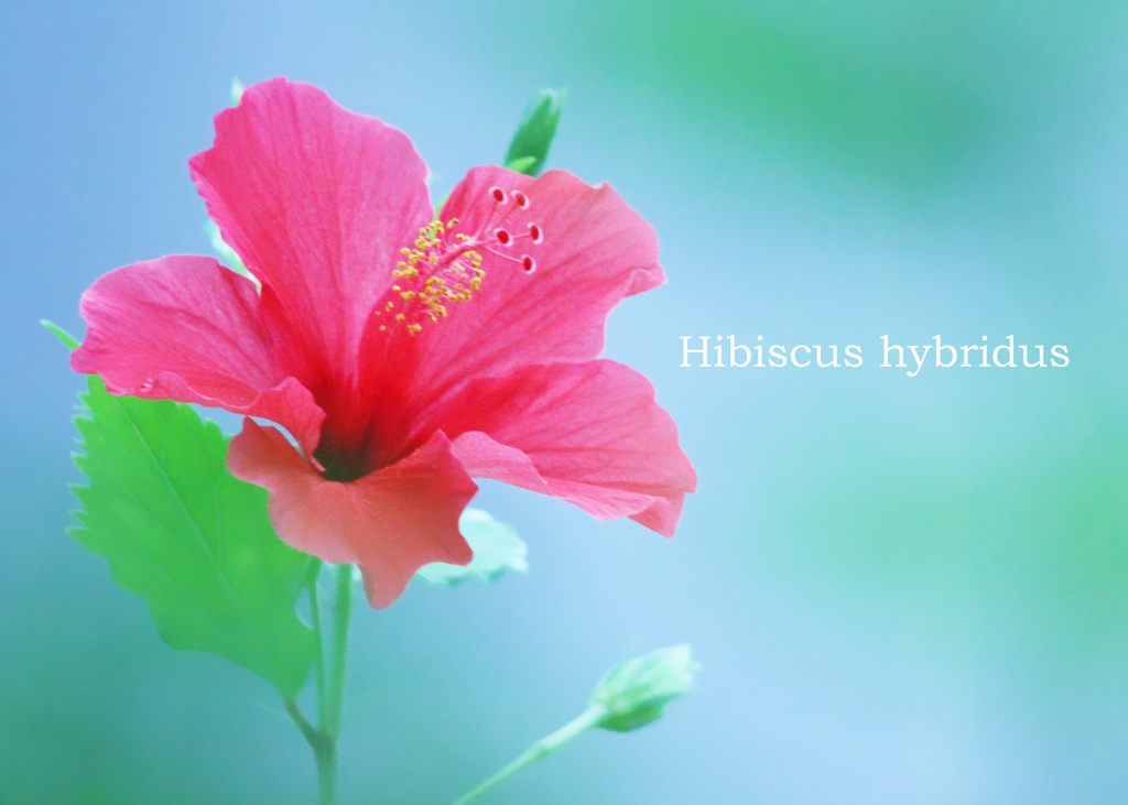 ハイビスカス