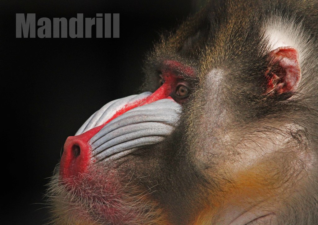 マンドリル