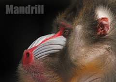 マンドリル