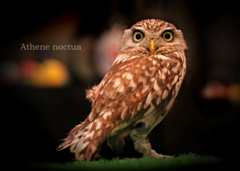 コキンメフクロウ