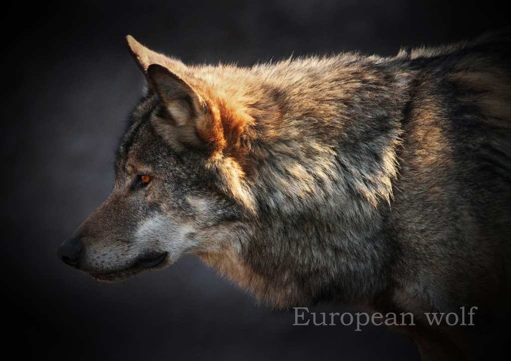 ヨーロッパオオカミ