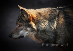 ヨーロッパオオカミ