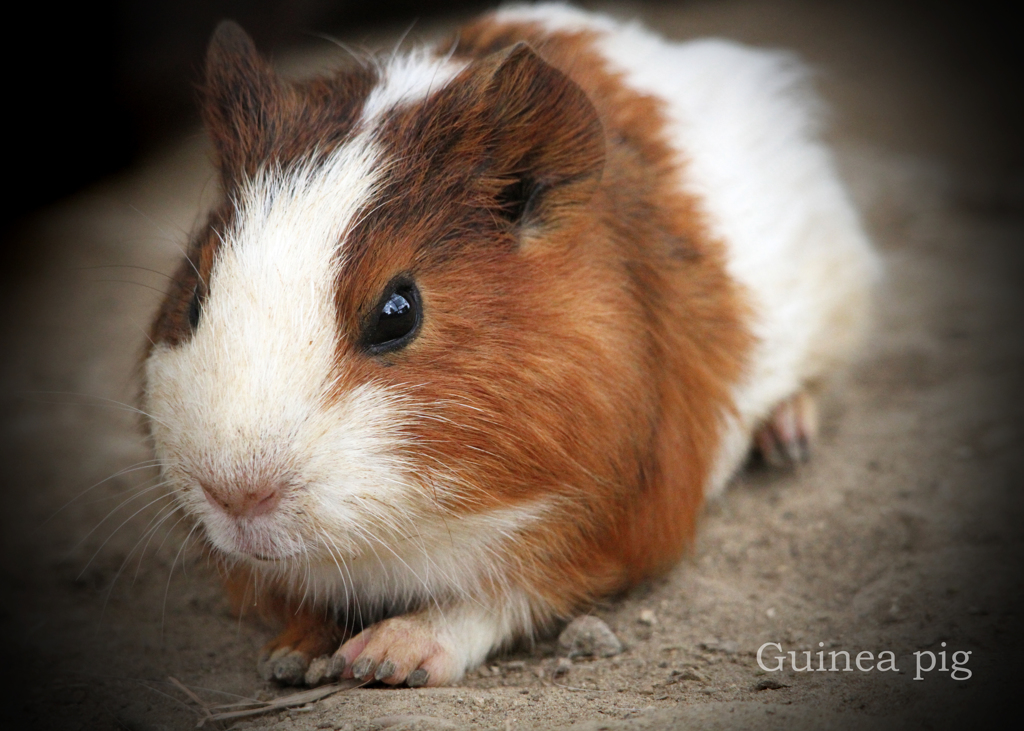 テンジクネズミ