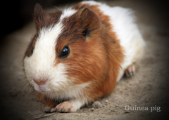 テンジクネズミ