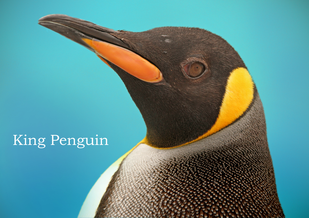 オウサマペンギン