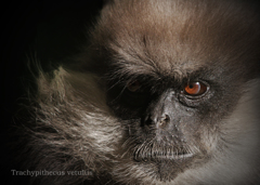 カオムラサキラングール