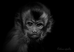 フサオマキザル