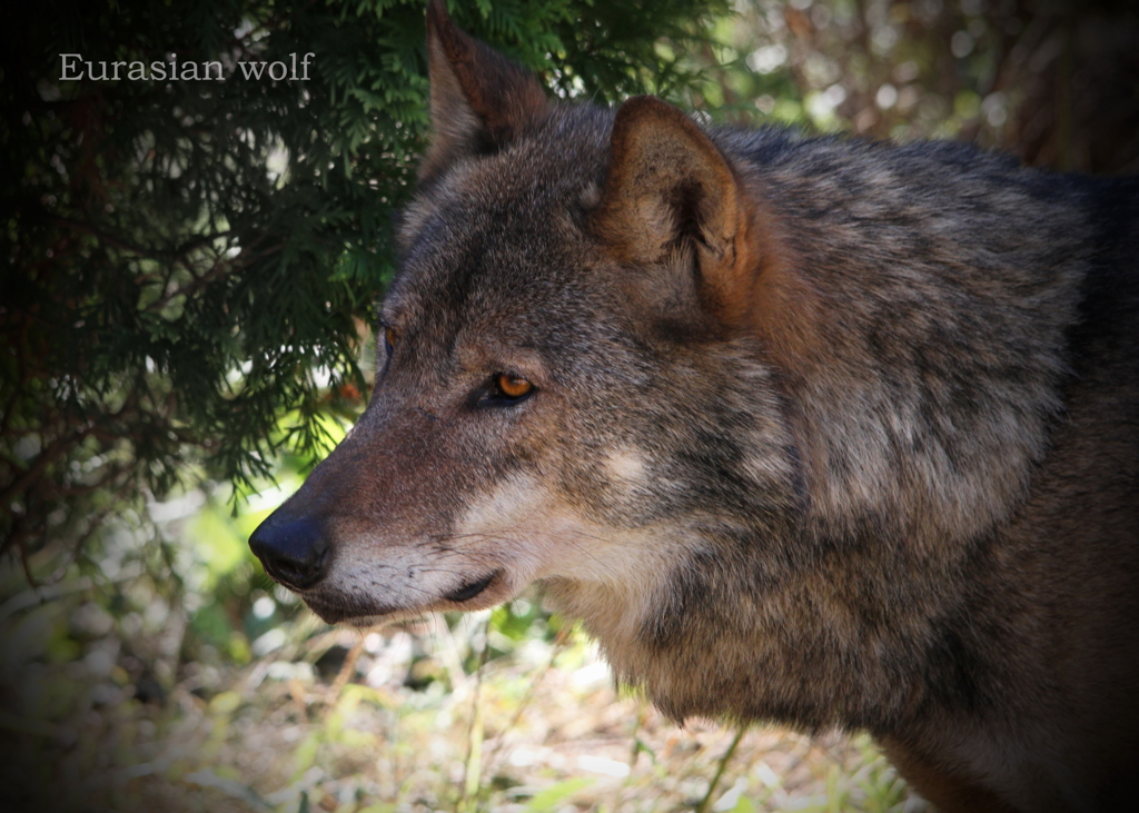 ヨーロッパオオカミ