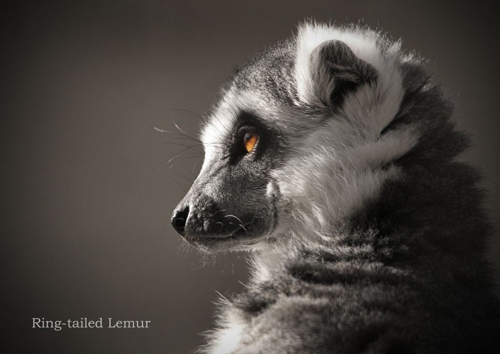 ワオキツネザル