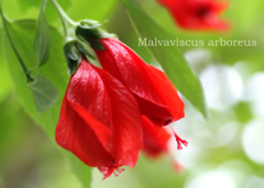 ウナヅキフヨウ