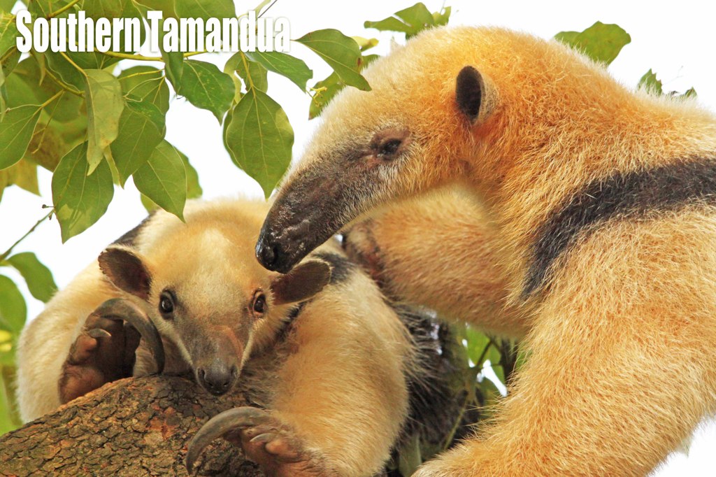 ミナミコアリクイ