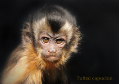 フサオマキザル