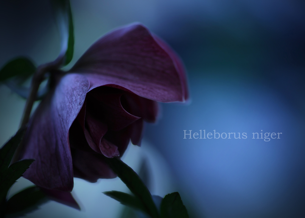 クリスマスローズ