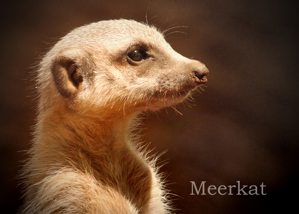 ミーアキャット