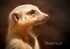 ミーアキャット