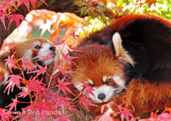 シセンレッサーパンダ